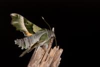 Proserpinus proserpina