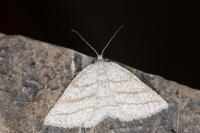 Perconia strigillaria