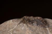 Notodonta dromedarius