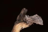 Rhegmatophila alpina