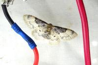 Idaea filicata