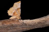 Selenia lunularia