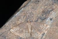 Stegania trimaculata