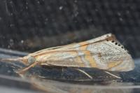 Euchromius bella