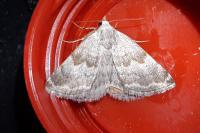 Eublemma amoena