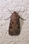 Agrotis exclamationis exclamationis