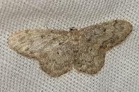 Idaea cervantaria