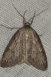 Pachycnemia hippocastanaria hippocastanaria