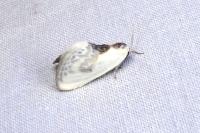 Cilix glaucata