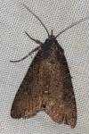 Peridroma saucia