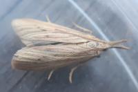 Ematheudes punctella