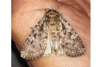 Amphipyra effusa