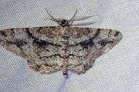 Peribatodes umbraria umbraria