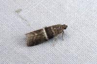 Elegia