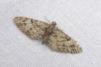 Eupithecia dodoneata