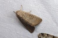 Hoplodrina ambigua
