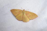 Rhodostrophia calabra