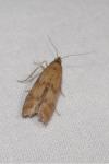 Homoeosoma sinuella