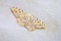 Scopula submutata roseonitens