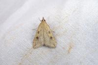 Udea numeralis