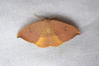 Watsonalla uncinula