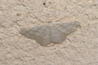 Idaea subsericeata