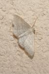 Idaea subsericeata