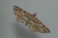Gymnoscelis rufifasciata