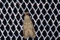 Ephestia