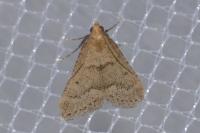 Bostra obsoletalis