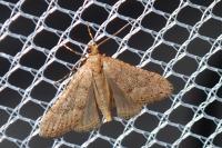 Bostra obsoletalis
