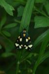 Callimorpha dominula