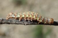 Dryobota labecula