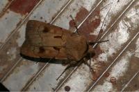 Agrotis exclamationis exclamationis