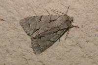 Acronicta psi/tridens