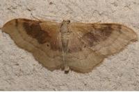 Idaea degeneraria