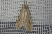 Evergestis forficalis