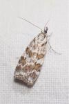 Scoparia pyralella