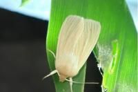 Mythimna pallens