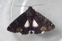 Catephia alchymista