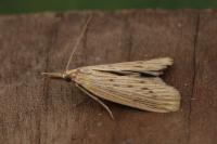 Ematheudes punctella