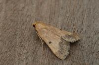 Maradana fuscolimbalis