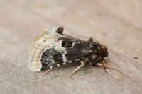 Loryma egregialis