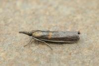 Etiella zinckenella
