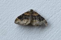Xanthorhoe spadicearia/ferrugata