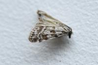 Scoparia