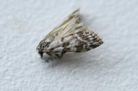 Scoparia