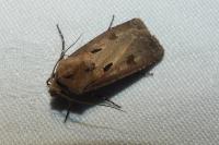 Agrotis exclamationis exclamationis