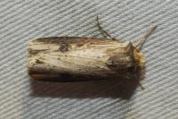 Axylia putris