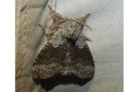 Calliteara pudibunda